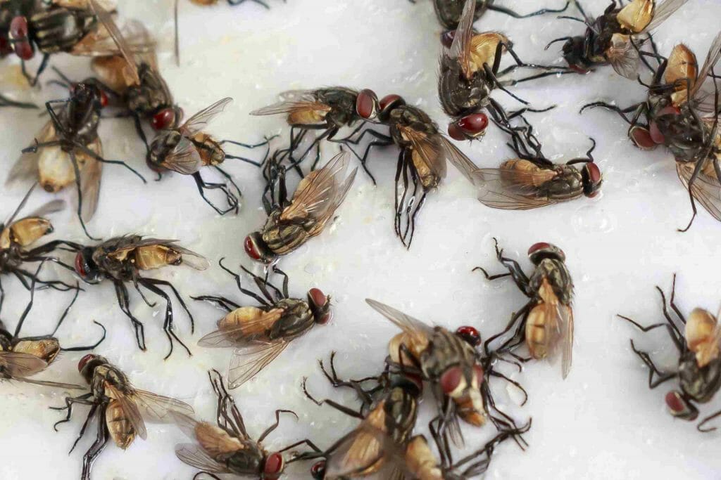 How to Stop Cluster Flies Returning for Your Future Comfort