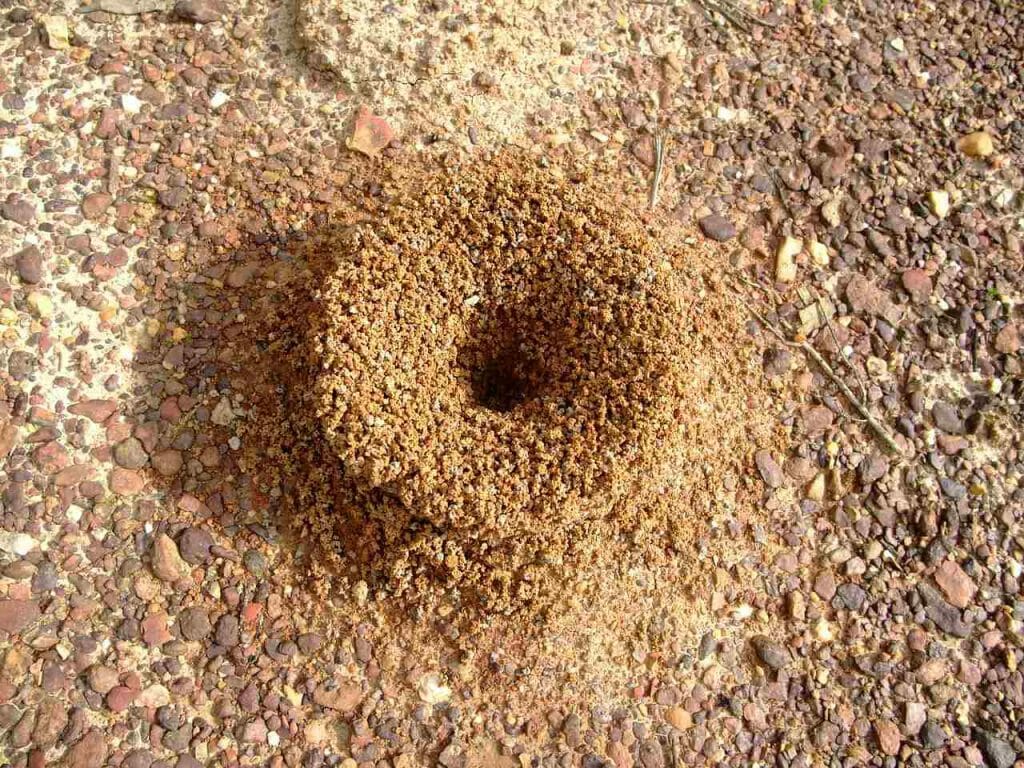 A Brief about Ant Hills