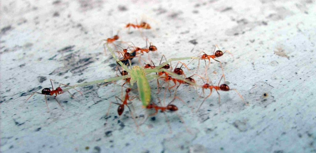 Effective Tips to Prevent Ghost Ants from Coming Back