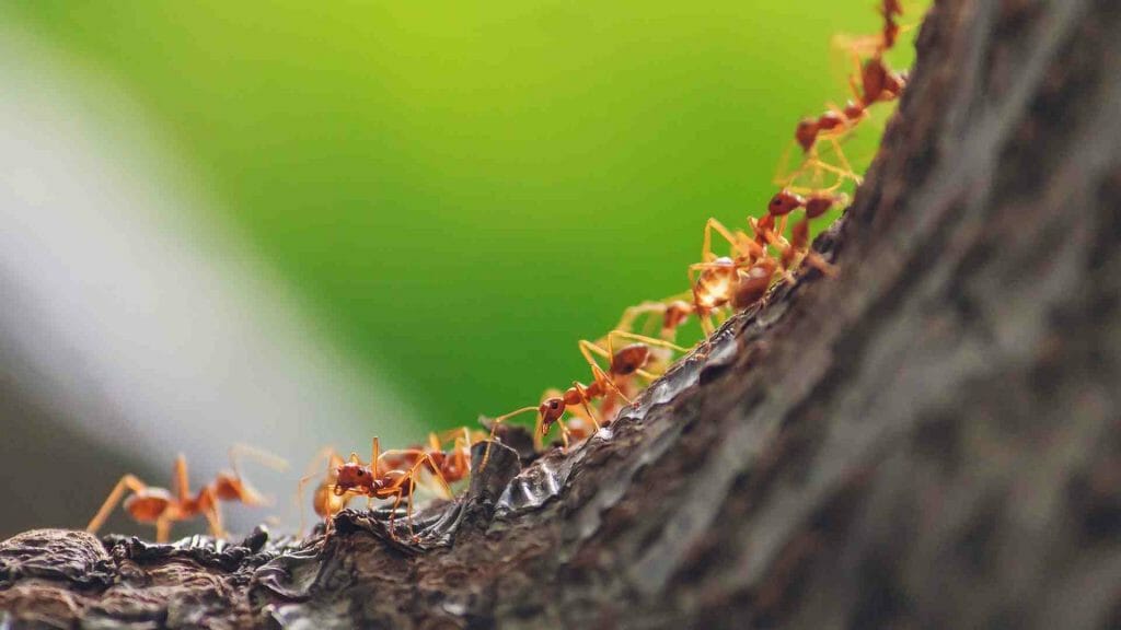 Ghost ants’ colonies and queen