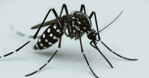 Meet Aedes aegypti: The Mosquito Behind Dengue Fever